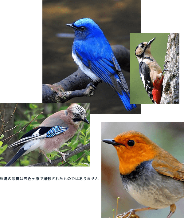 五色ヶ原の森の鳥画像