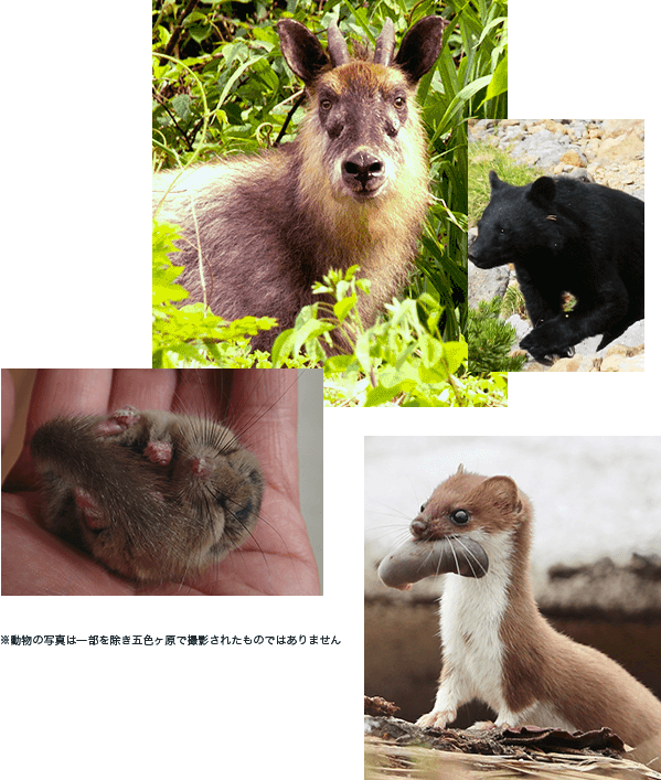 五色ヶ原の森の動物