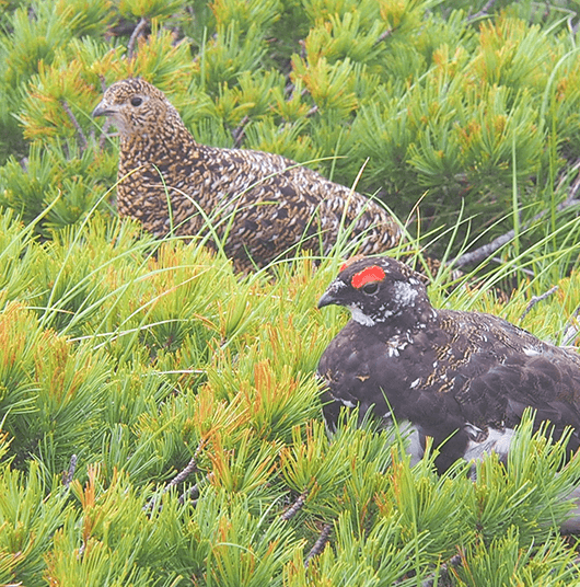 ライチョウ画像