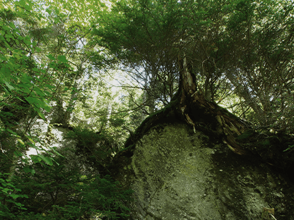 ゴスワラコース画像4