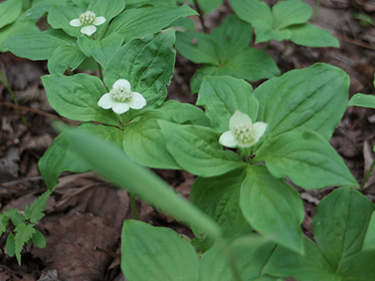 雌池布引滝コース画像1