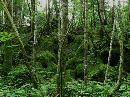 シラビソショートコース画像1