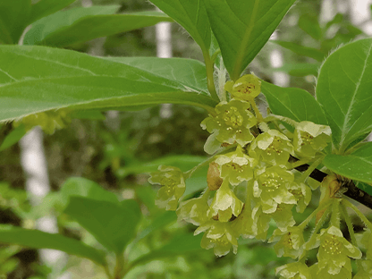 シラビソショートコース画像2