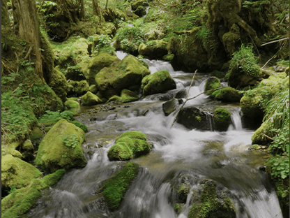 シラビソコース画像2