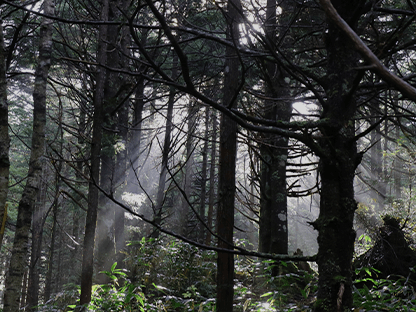 シラビソコース画像4