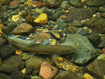 シラビソコース画像5