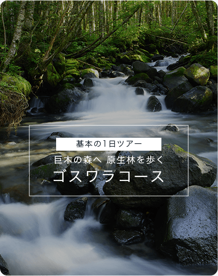 基本の1日ツアー　巨木の森へ　原生林を歩く　ゴスワラコース