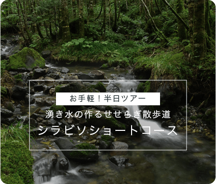 お手軽！半日ツアー　湧き水の作るせせらぎ散歩道　シラビソショートコース